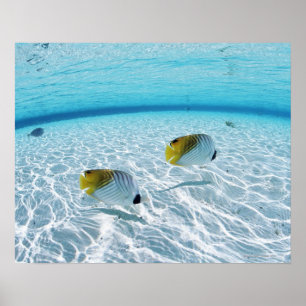 Poster Fishes at Sea