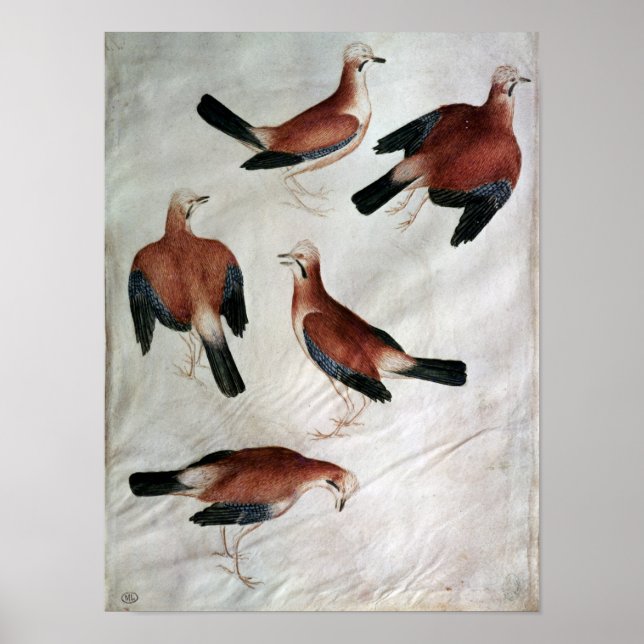 Poster Five Jays, de l'album Vallardi (Devant)