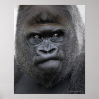 Flachlandgorilla, Gorilla gorilla,