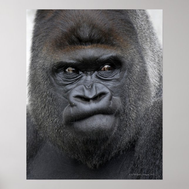 Poster Flachlandgorilla, Gorilla gorilla, (Devant)