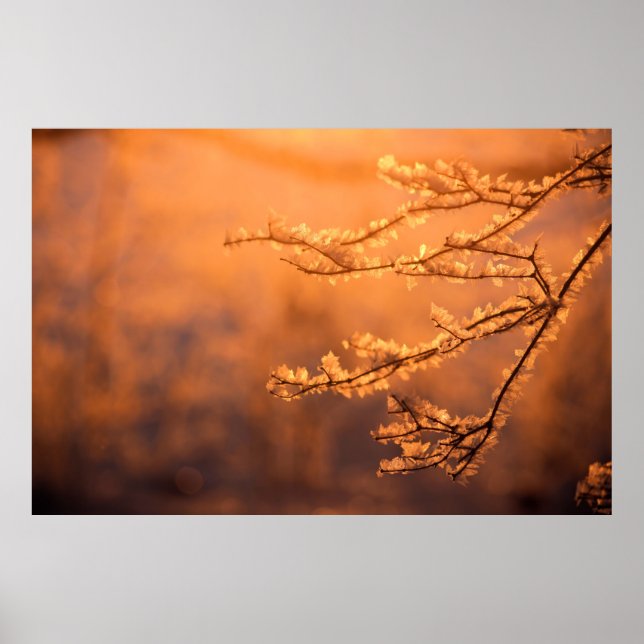 Poster Flacons de givre avec lever du soleil du matin (Devant)