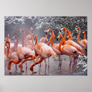 Poster Flamant américain, oiseau coloré,
