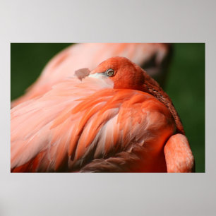 Poster Flamant rose