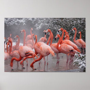 Poster Flamant rose américain