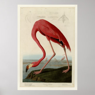 Poster Flamant rose américain