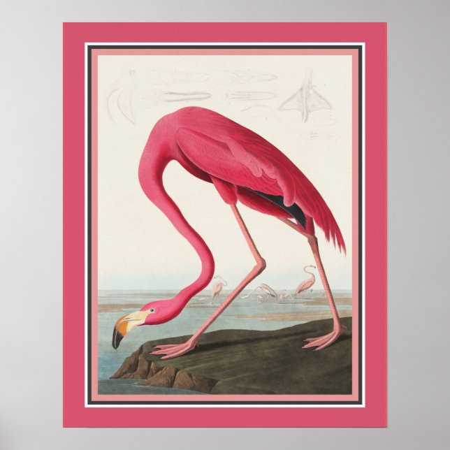 Poster Flamant rose américain d'Audubon (Devant)