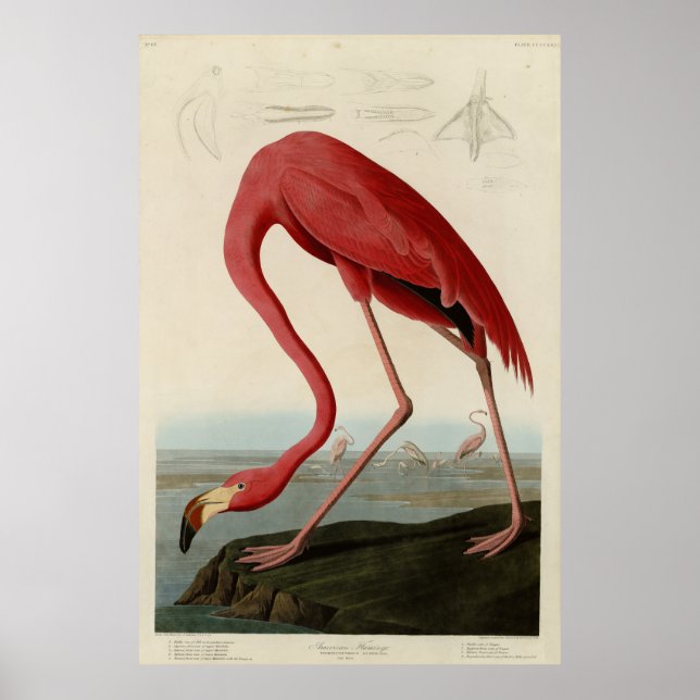 Poster Flamant rose américain d'Audubon's Birds of Americ (Devant)