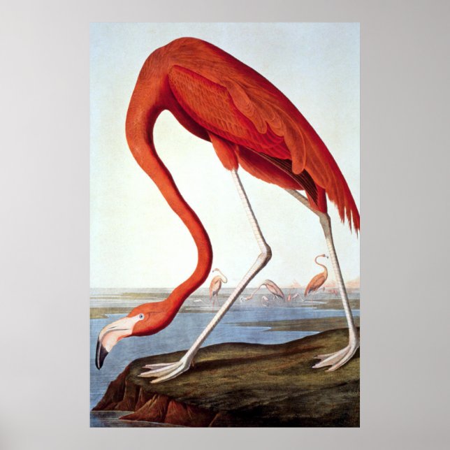 Poster Flamant rose américain - Faune par John Audubon (Devant)