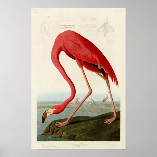 Poster Flamant rose américain John Audubon Birds of Ameri (Devant)