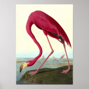 Poster Flamant rose américain, John James Audubon