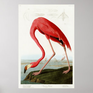 Poster Flamant rose américain par John James Audubon