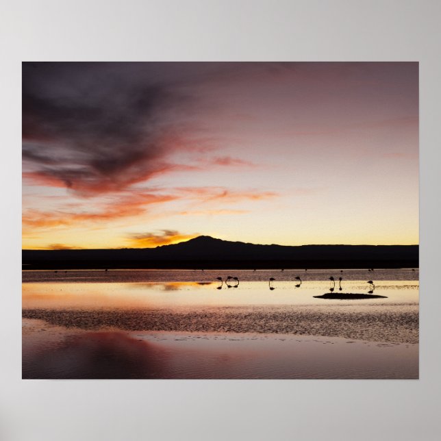 Poster Flamant rose chilien (Devant)