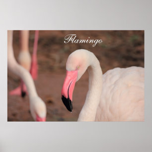 Poster Flamant rose d'affiche