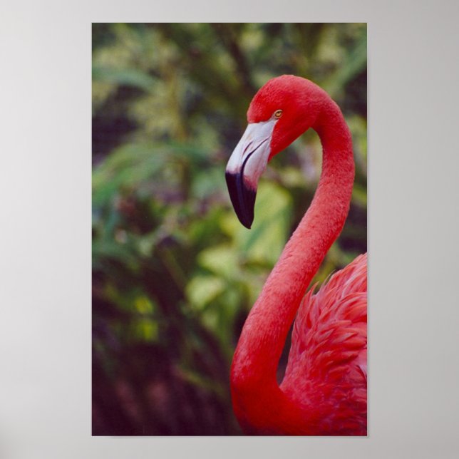 Poster Flamant rose Floride 2 (Devant)