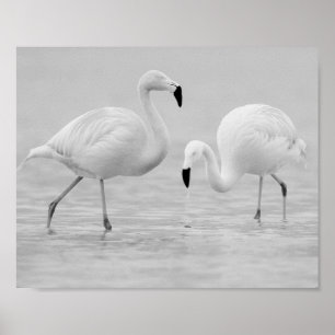 Poster Flamant rose noir et blanc Art tropical imprimable