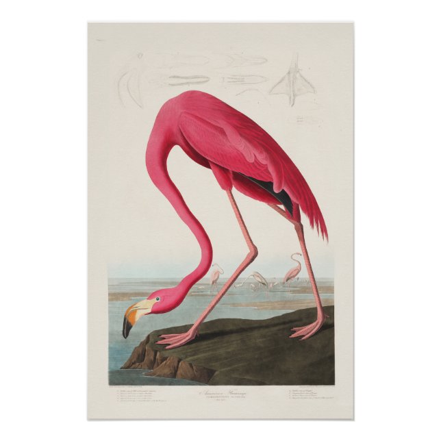Poster Flamant rose par John Audubon (Devant)