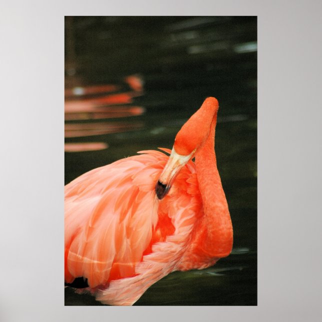 Poster Flamant rose rose (Devant)