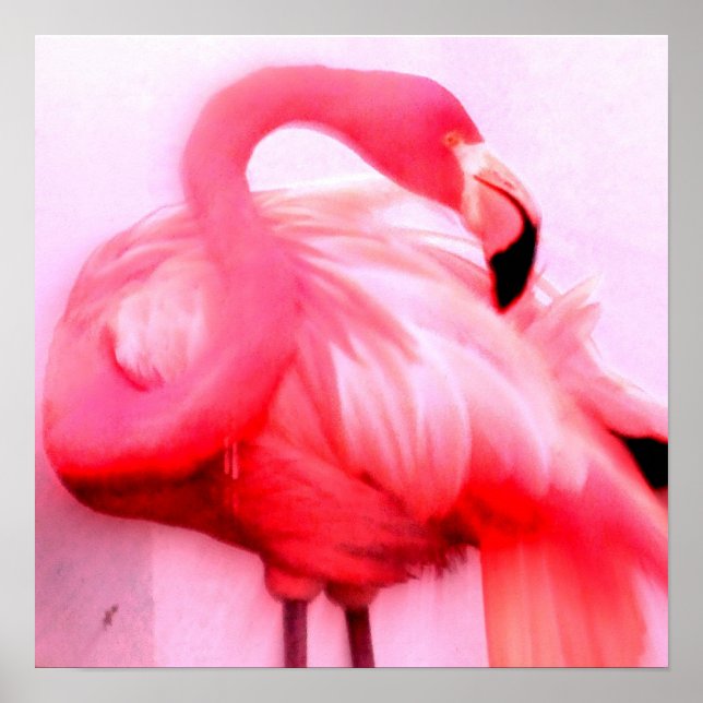 Poster Flamant rose rose (Devant)