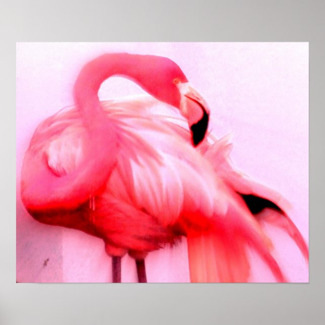 Poster Flamant rose rose (Devant)