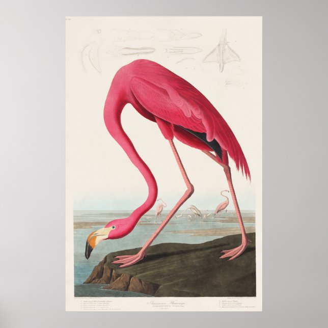 Poster Flamant rose rose des oiseaux d'Amérique (1827) (Devant)
