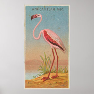 Poster Flamant rose rose vintage (1889)