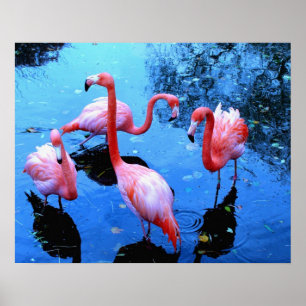 Poster Flamants en train de danser