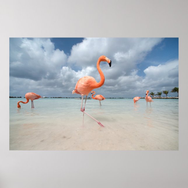 Poster Flamants roses Beach Aruba (Devant)