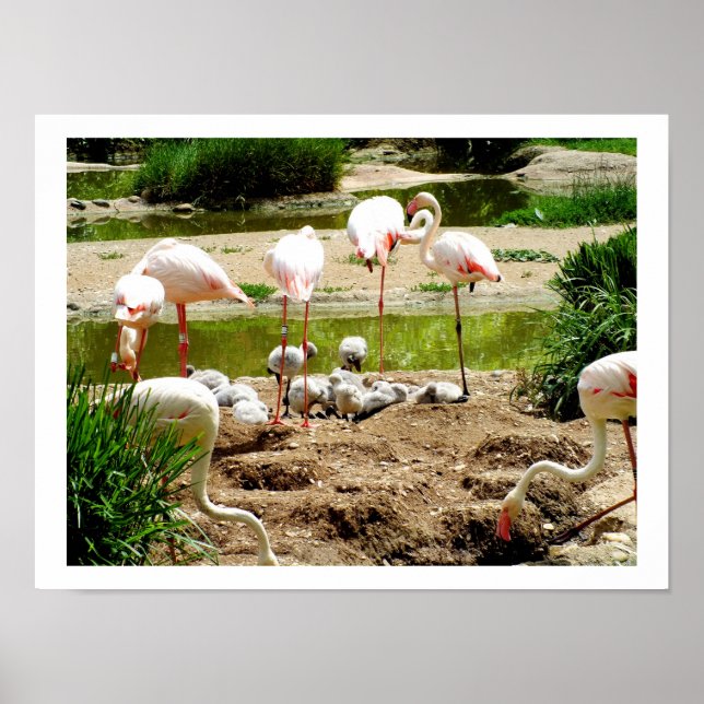 Poster Flamants roses et poussins (Devant)