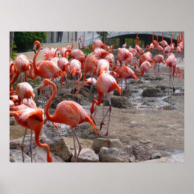 Poster Flamants roses Flamants roses Oiseaux à lames rose (Devant)