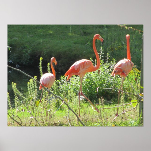 Poster Flamants roses roses (Devant)