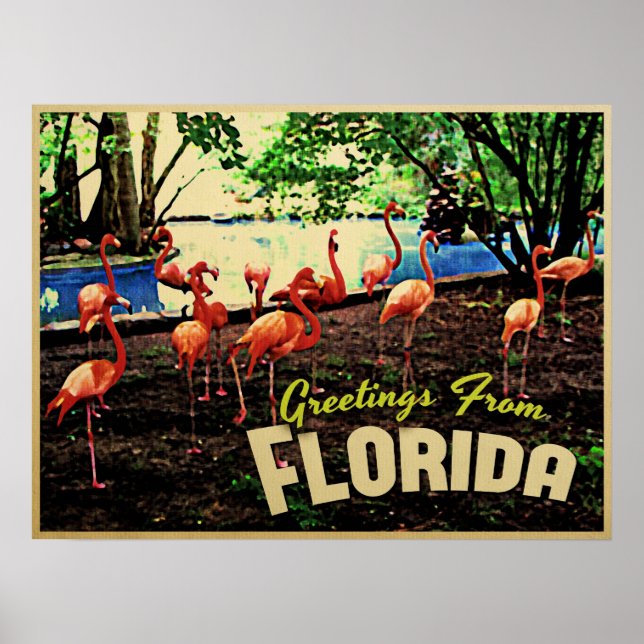 Poster Flamants roses roses de Floride (Devant)