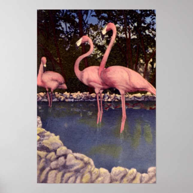 Poster Flamants roses roses, Floride (Devant)