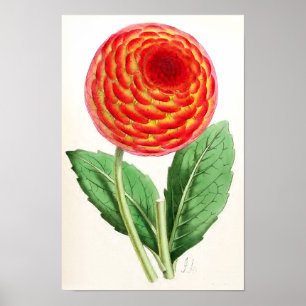 Poster "Flambeau Dahlia" Vintage Illustration