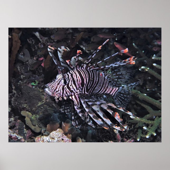 Poster Flambouyant (Devant)