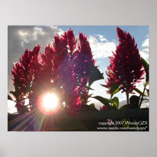 Poster Flamme Flowers* de coucher du soleil