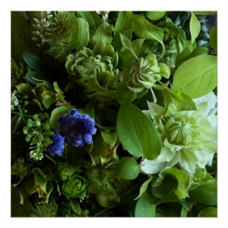 Poster Flannel Flower, Arabicum, Phylica, Ryobu, Botanica