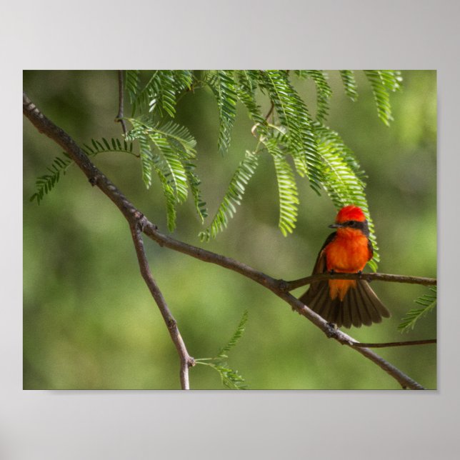 Poster Flashy Vermillion (Devant)
