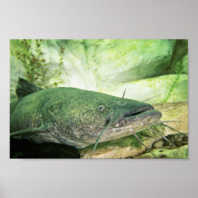 Poster Flathead CatFish (Devant)
