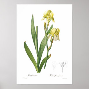 Poster Flavescens d'iris