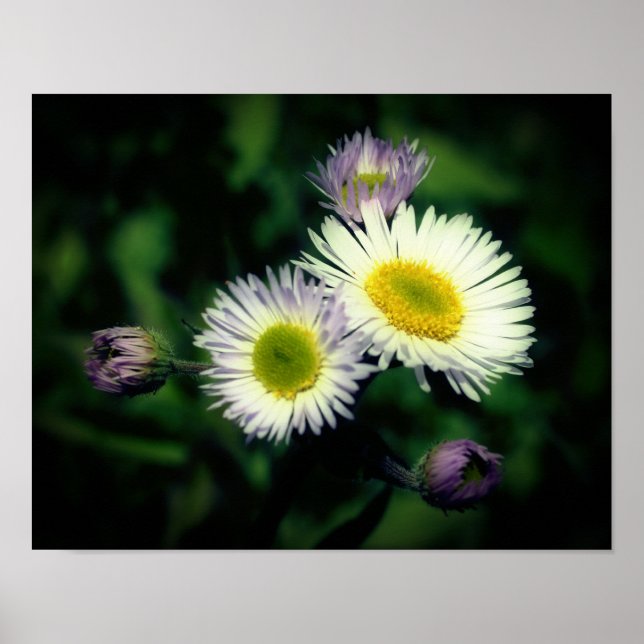 Poster Fleabane sauvage Fleur de marguerite (Devant)