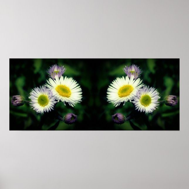 Poster Fleabane sauvage Fleurs de marguerite miroir Abstr (Devant)