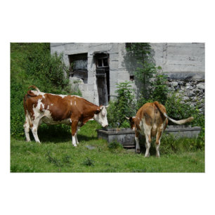 Poster Fleckvieh soif