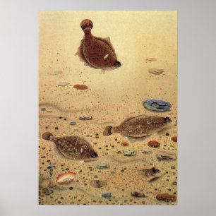 Poster Flets ou Poissons plats, Vie marine océanique vint