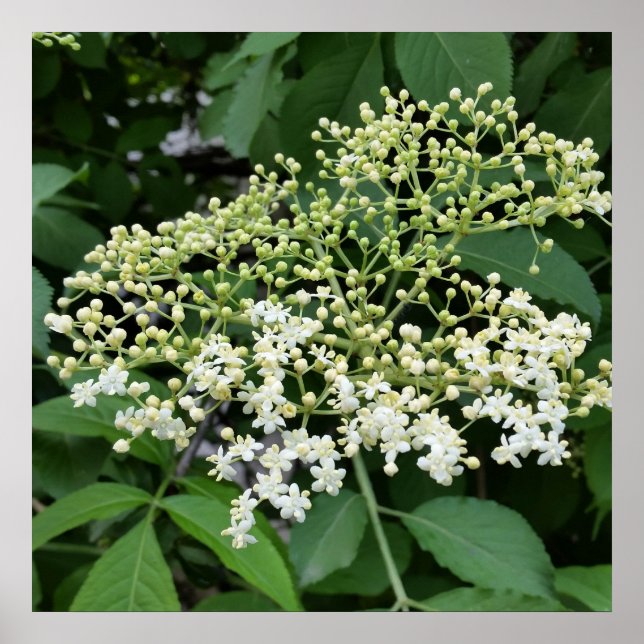 Poster fleur (Devant)