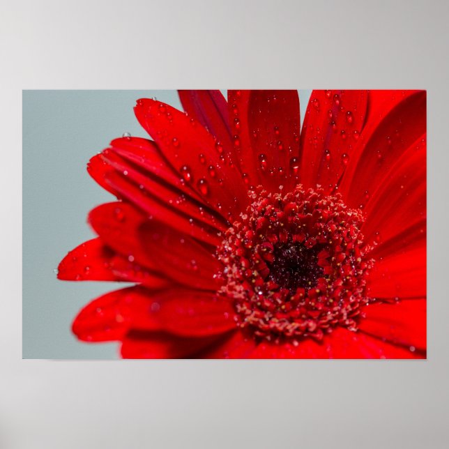 Poster fleur (Devant)