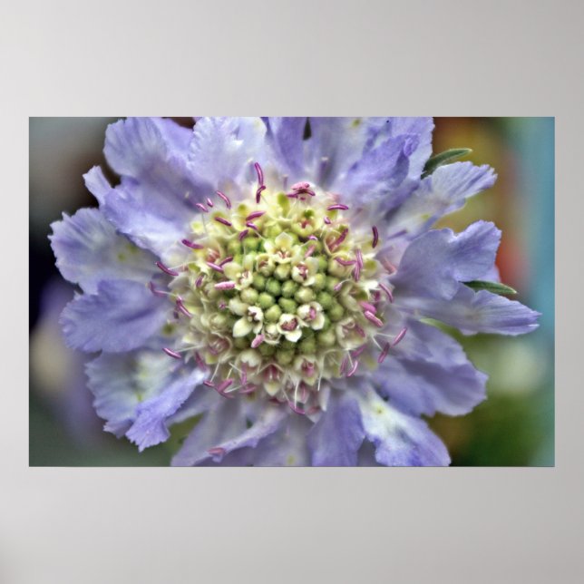 Poster Fleur #3 (Devant)