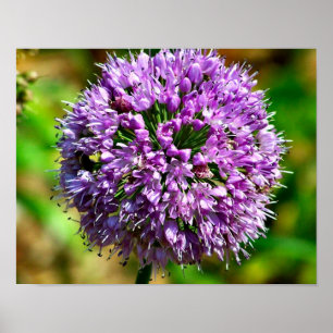 Poster Fleur Allium Violet En Fleur