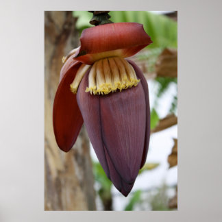Poster Fleur banane