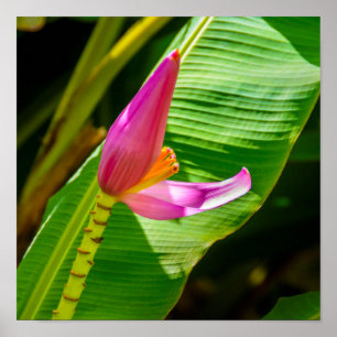 Poster Fleur banane, Jardins Limahuli, Kauai Vertical