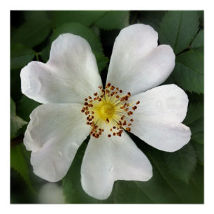 Poster fleur blanche